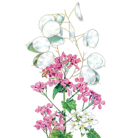 🪷64 Money ‘Silver Dollar’ Luck Lunaria Plant Seeds, Non-GMO Heirloom🪷 - Picture 3 of 14